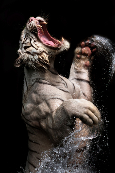 Зоопарки мира: Очень необычные