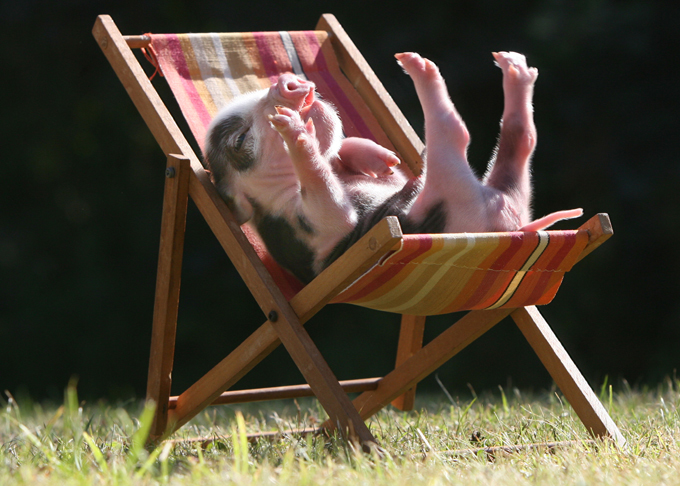 Свинтусы. Но такие милые!