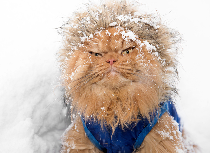 Самый злой кот в мире