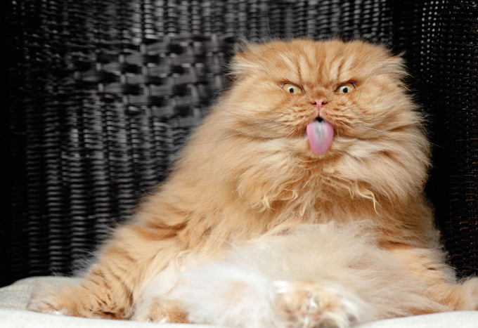 Самый злой кот в мире