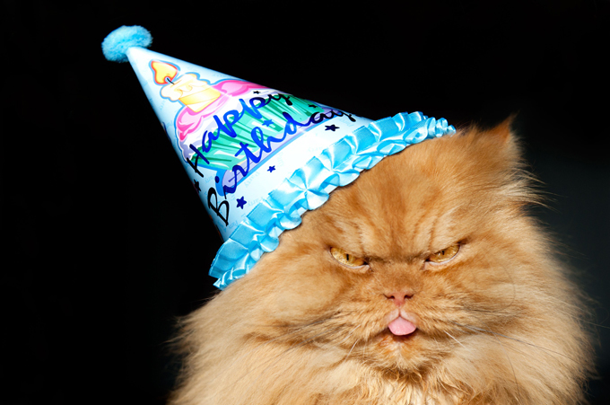 Самый злой кот в мире