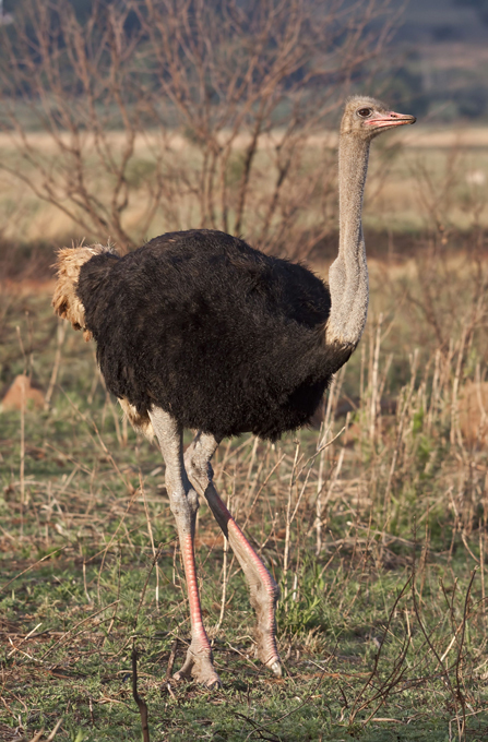 Зоологи в тупике: Это необъяснимо!