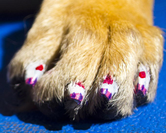 Одержимые "петикюром"