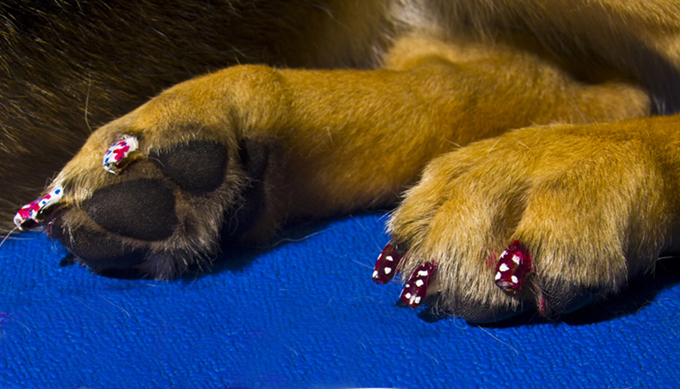 Одержимые "петикюром"