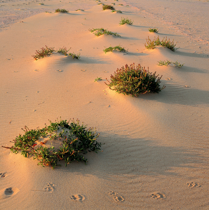 Куда бежать от городской суеты? Дикая природа Австралии