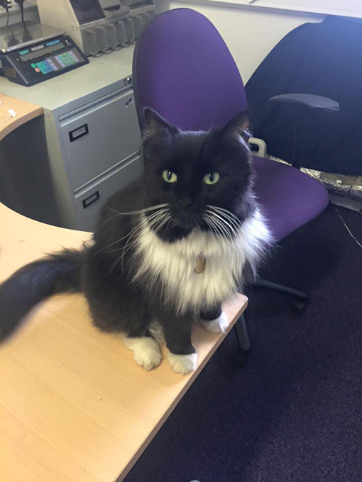 Любимцы интернета