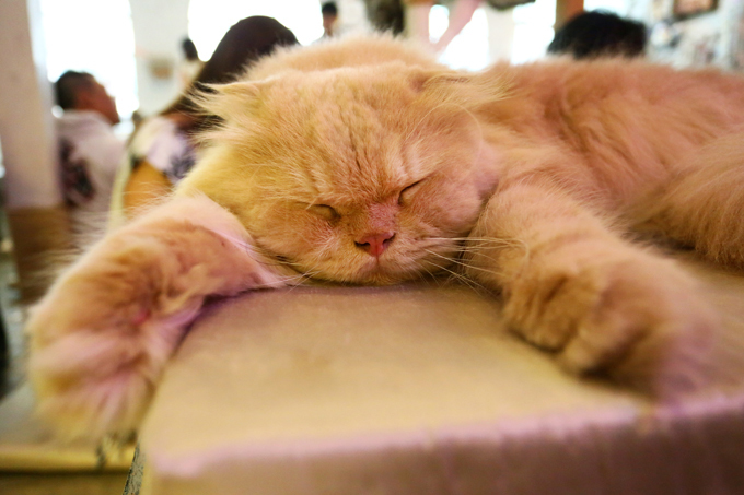 Нельзя завести кота? Это трагедия. Выход есть!