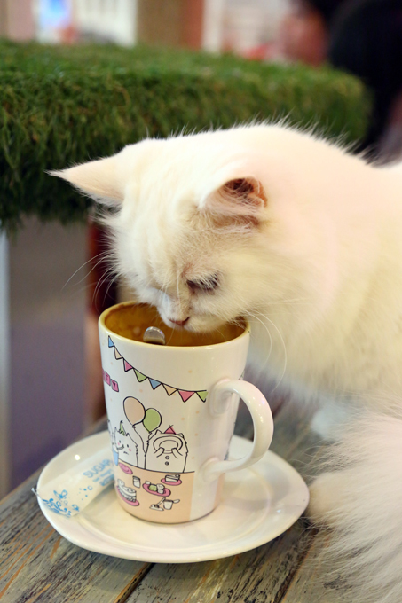 Нельзя завести кота? Это трагедия. Выход есть!