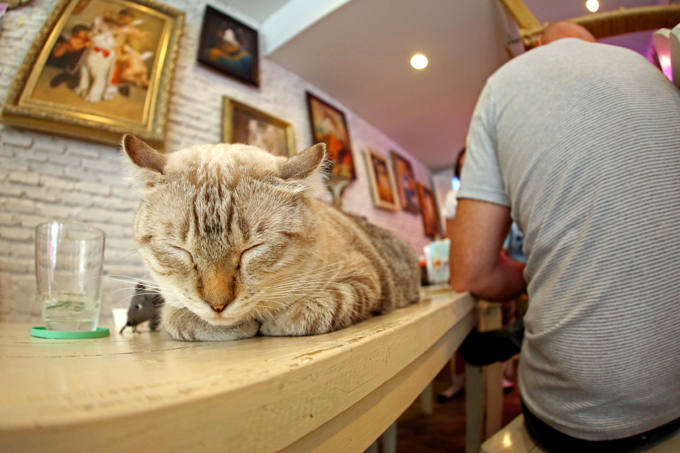 Нельзя завести кота? Это трагедия. Выход есть!