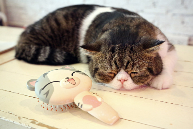 Нельзя завести кота? Это трагедия. Выход есть!