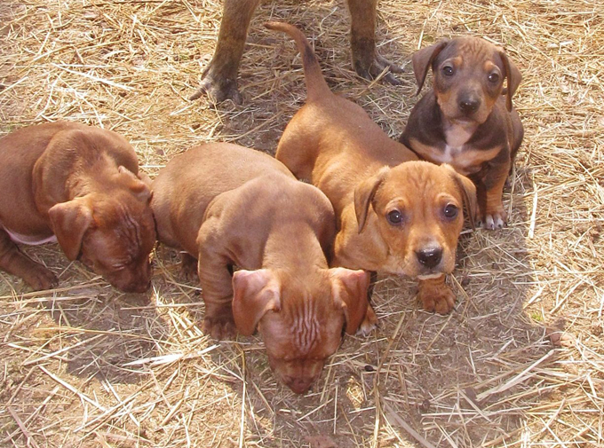 Заботливая мама Ватрушка
