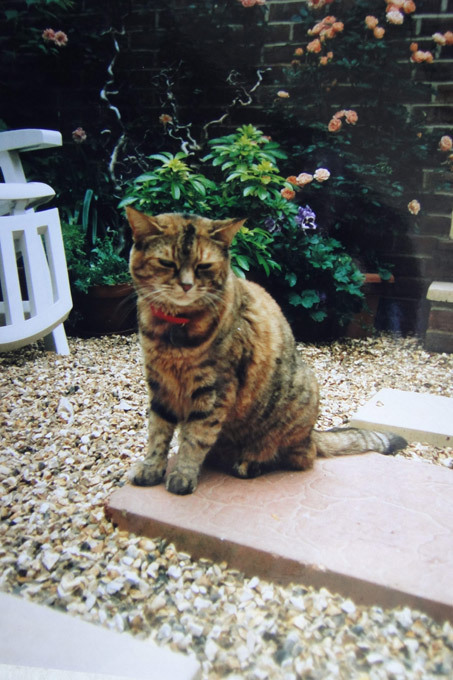 Самая старая кошка в мире