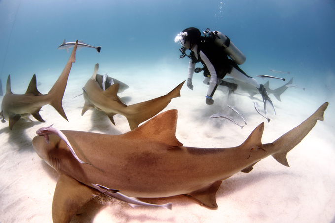 Заклинатель морских людоедов