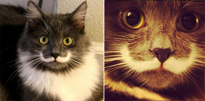 Кот с усами а-ля Сальвадор Дали. Истории из жизни кошек