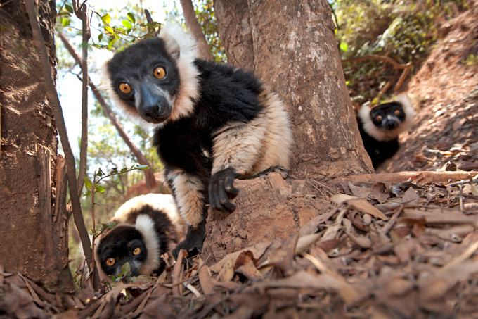 Лемуры – невероятно милые создания