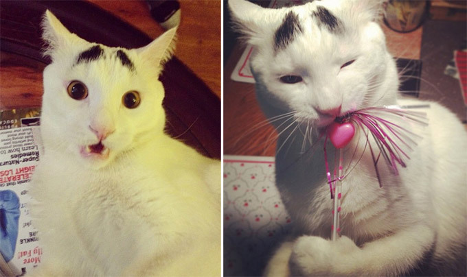 Кот с бровями. Истории из жизни кошек