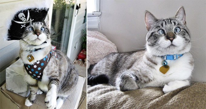 Косоглазый кот. Истории из жизни кошек