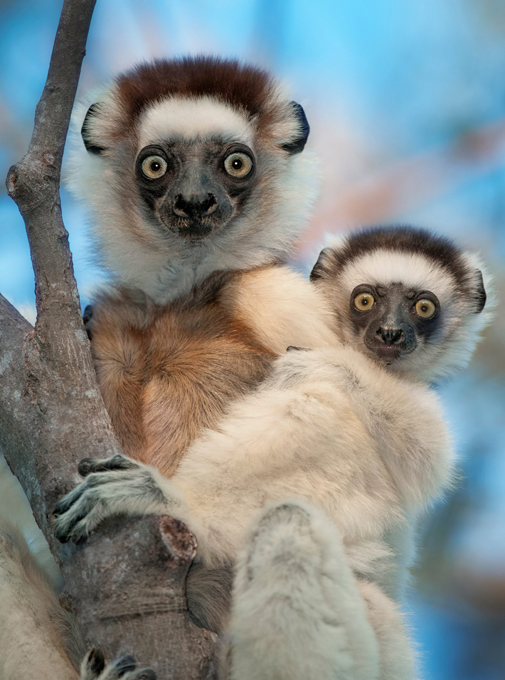 Лемуры – невероятно милые создания