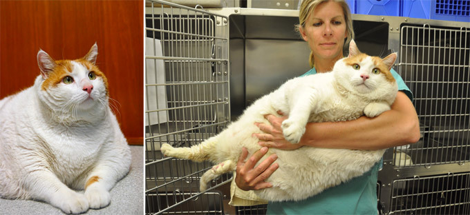 Кот-толстяк. Истории из жизни кошек