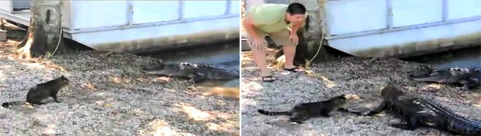 Кошка Крокодил-Данди. Истории из жизни кошек