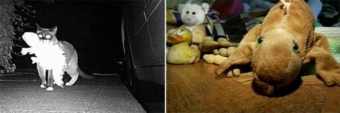 Кот-клептоман. Истории из жизни кошек