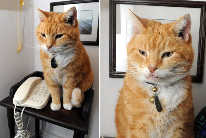 Кот-спасатель. Истории из жизни кошек