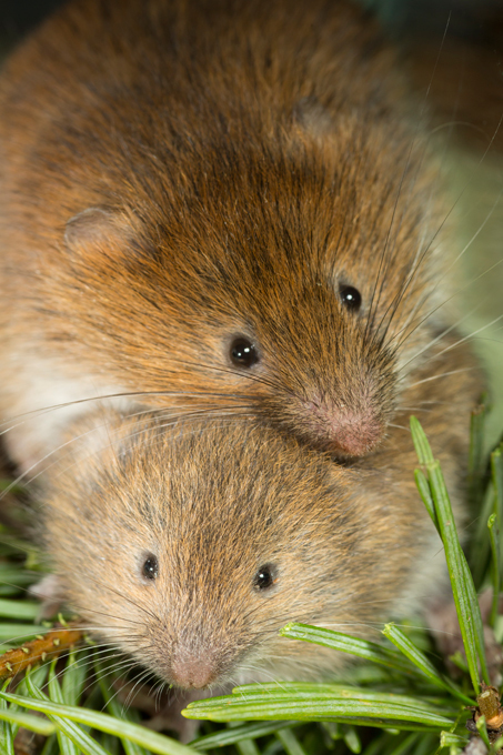 Звериная нежность