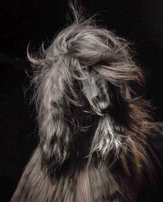 Собаки года. Красавица!