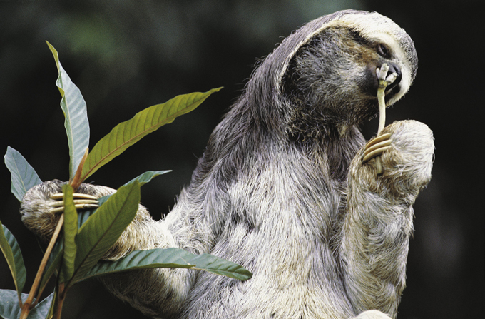 Лень-матушка вперед него родилась