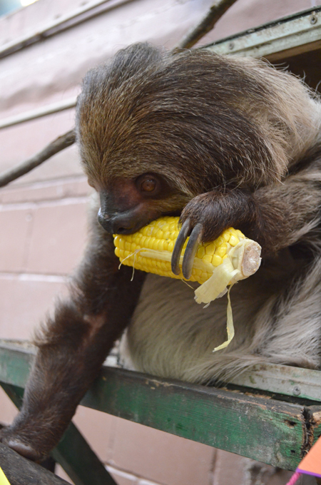 Лень-матушка вперед него родилась