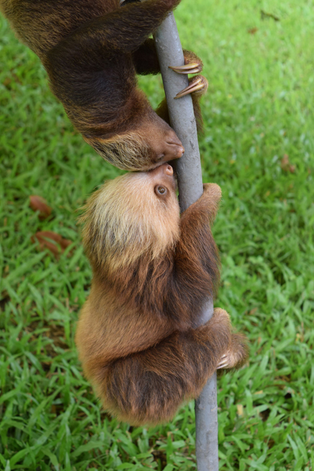 Лень-матушка вперед него родилась