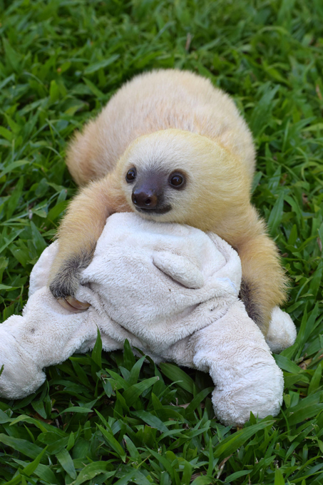 Лень-матушка вперед него родилась