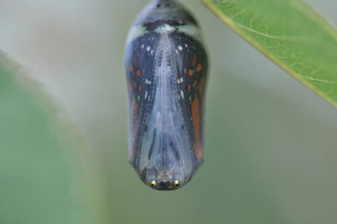 Мелочи жизни крупным планом