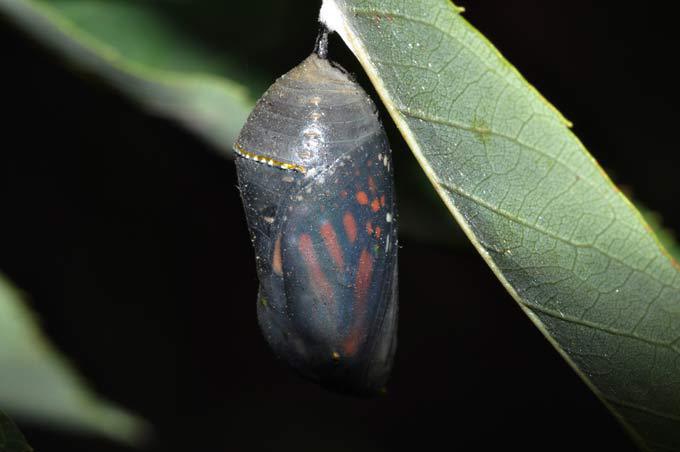 Мелочи жизни крупным планом