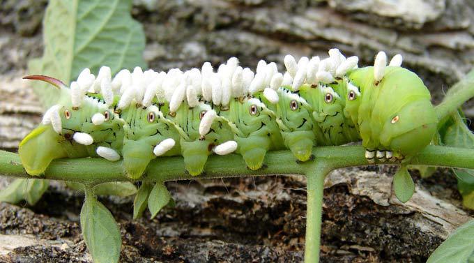 Мелочи жизни крупным планом