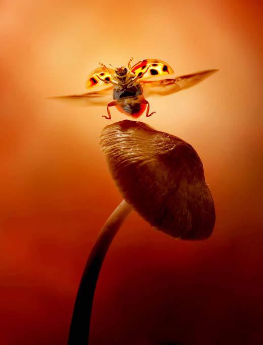 Мелочи жизни крупным планом