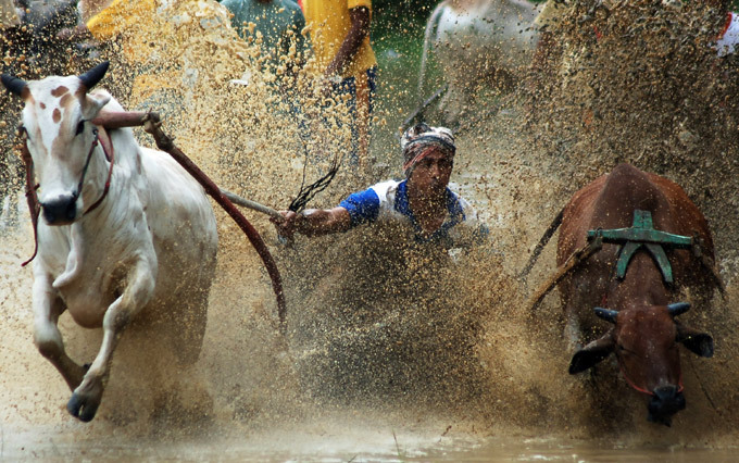 Традиционные гонки на быках
