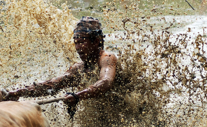 Традиционные гонки на быках
