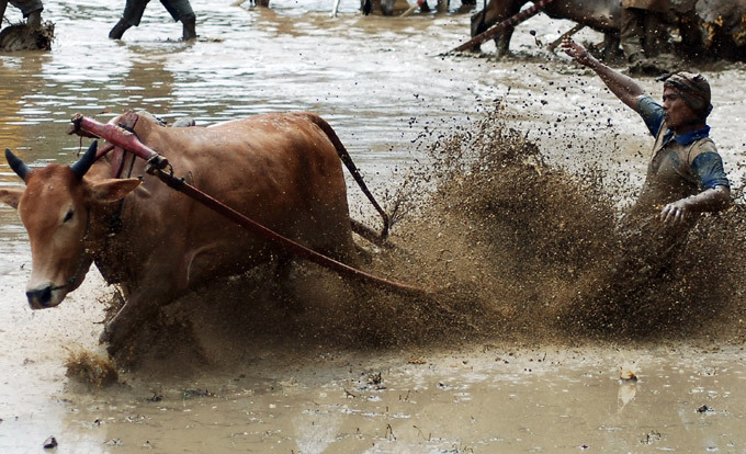 Традиционные гонки на быках