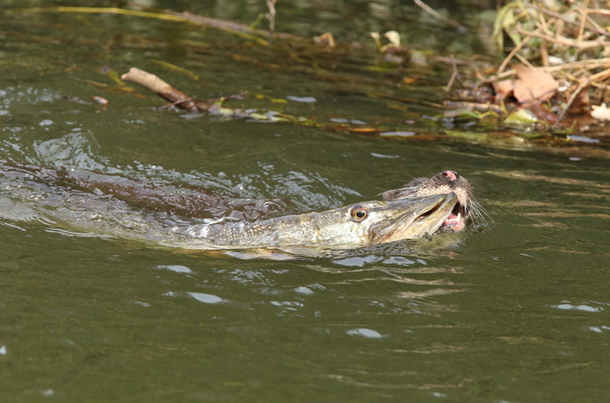 Маленькая выдра поймала гигантскую щуку
