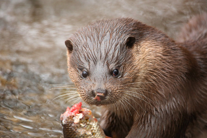 Маленькая выдра поймала гигантскую щуку