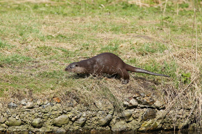Маленькая выдра поймала гигантскую щуку