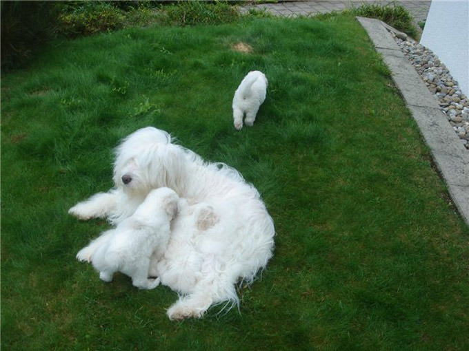 Южнорусская овчарка - гордость отечественного собаководства