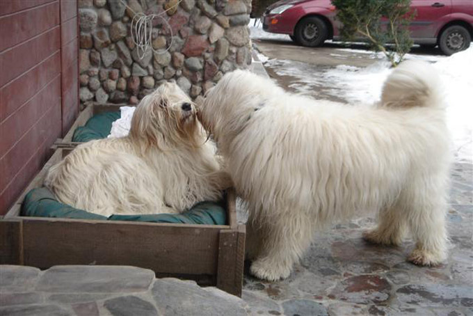 Южнорусская овчарка - гордость отечественного собаководства