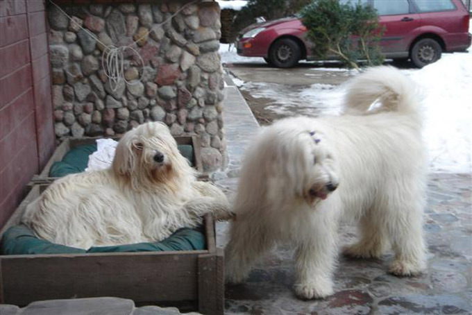 Южнорусская овчарка - гордость отечественного собаководства