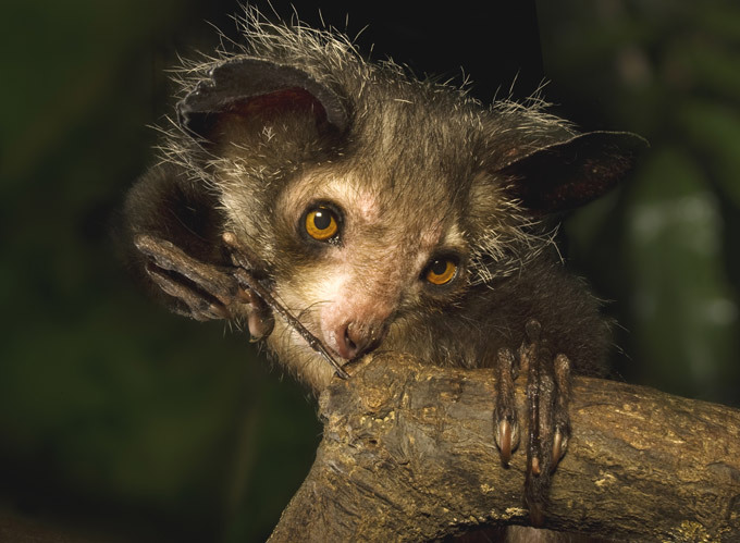 Мадагаскарская руконожка, ай-ай. Самые необычные животные планеты