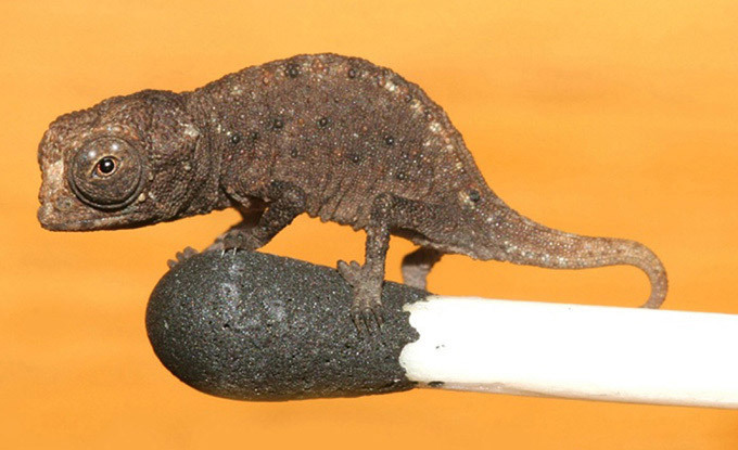 Карликовый хамелеон, брукезия. Самые необычные животные планеты