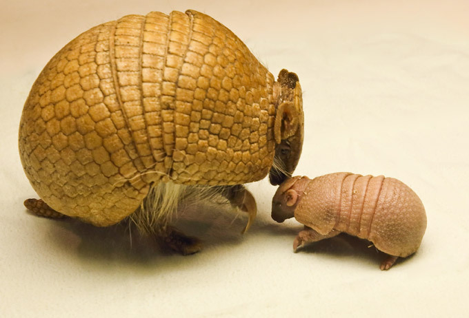 Броненосец. Самые необычные животные планеты