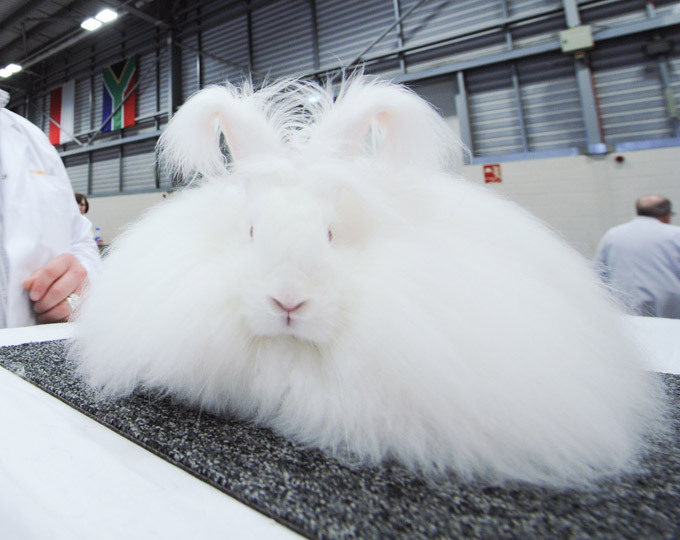 Ангорский кролик. Самые необычные животные планеты