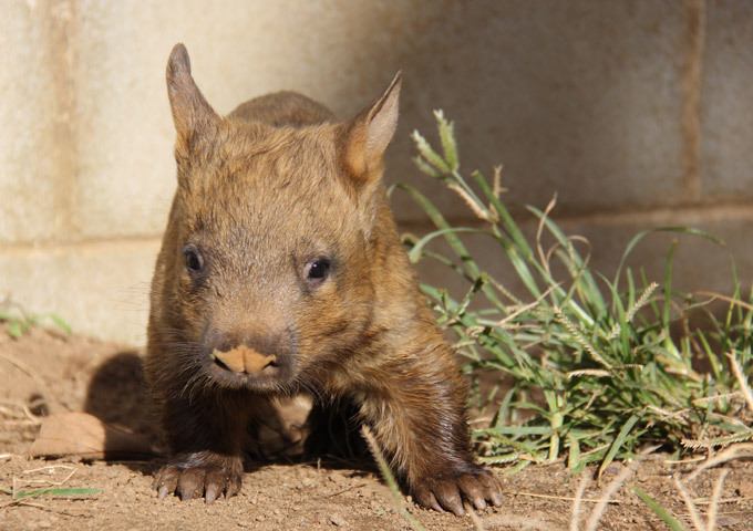 Вомбат. Самые необычные животные планеты